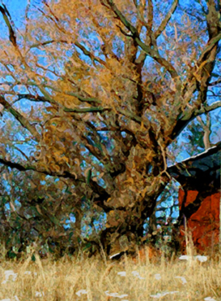 tree by lake erie.jpg - 223107 Bytes